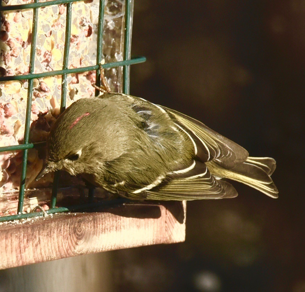 Ruby-crowned Kinglet - ML294196591