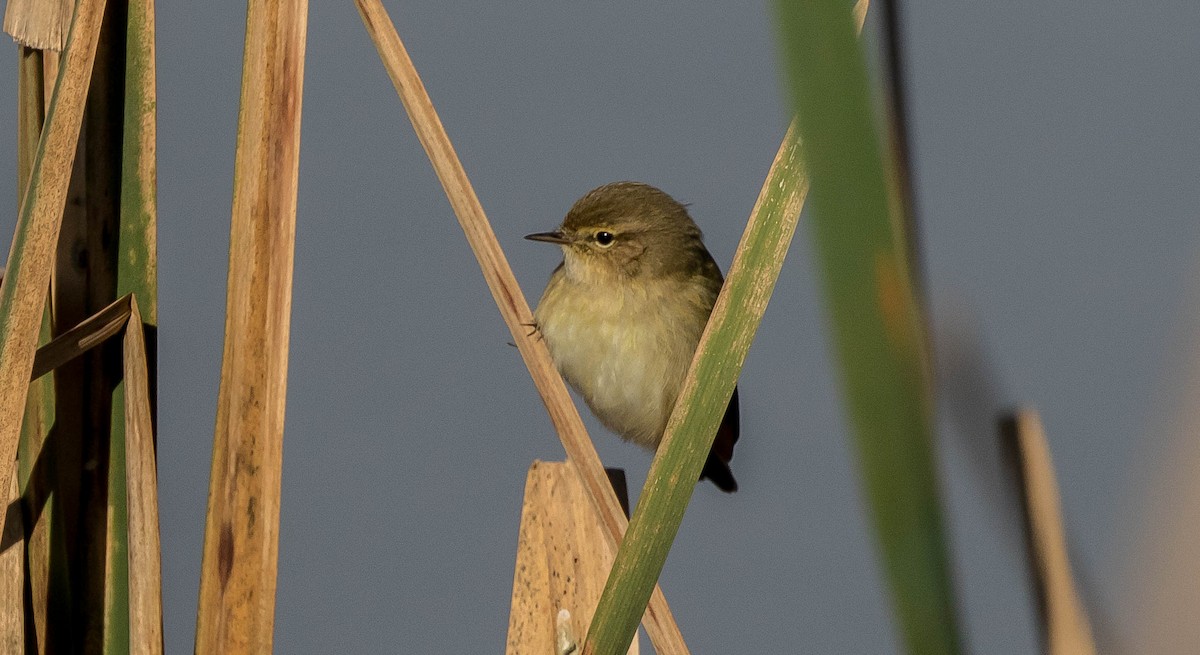 Common Chiffchaff - Francisco Pires