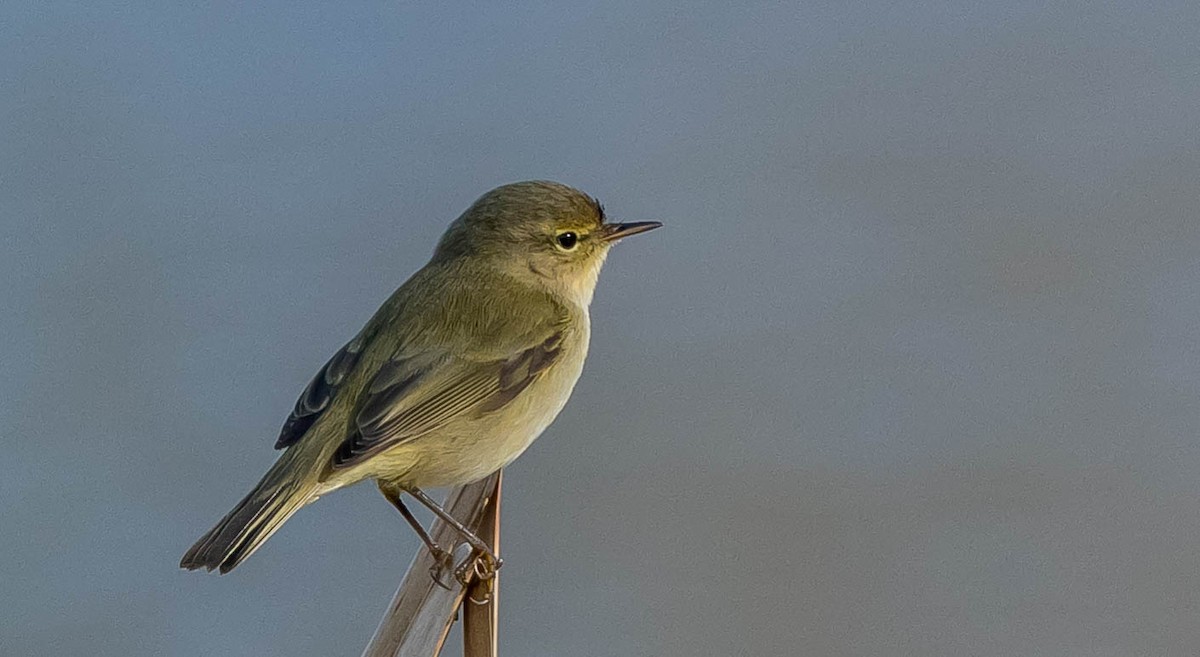 Common Chiffchaff - Francisco Pires