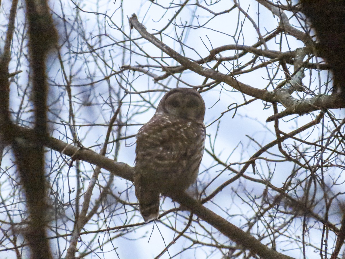 Barred Owl - ML294198831