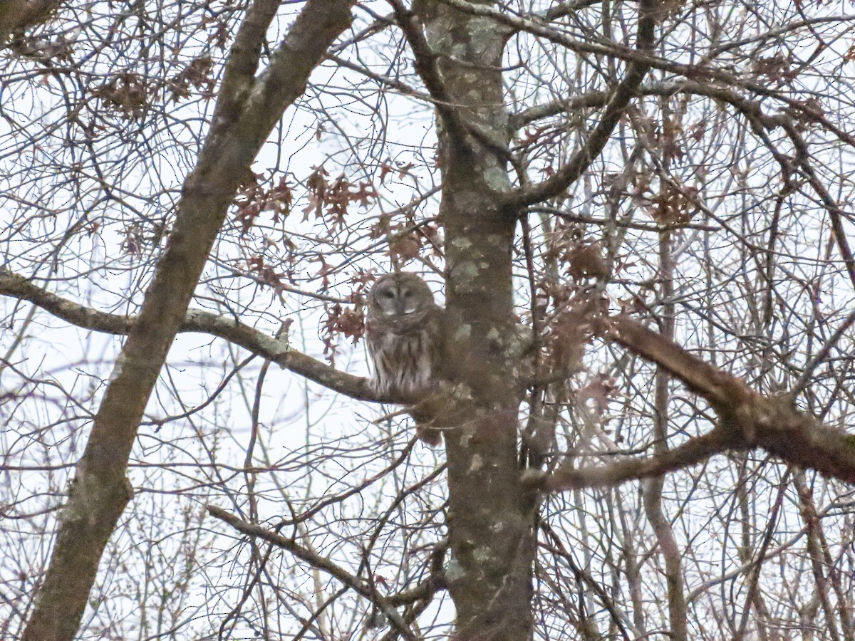 Barred Owl - ML294198851