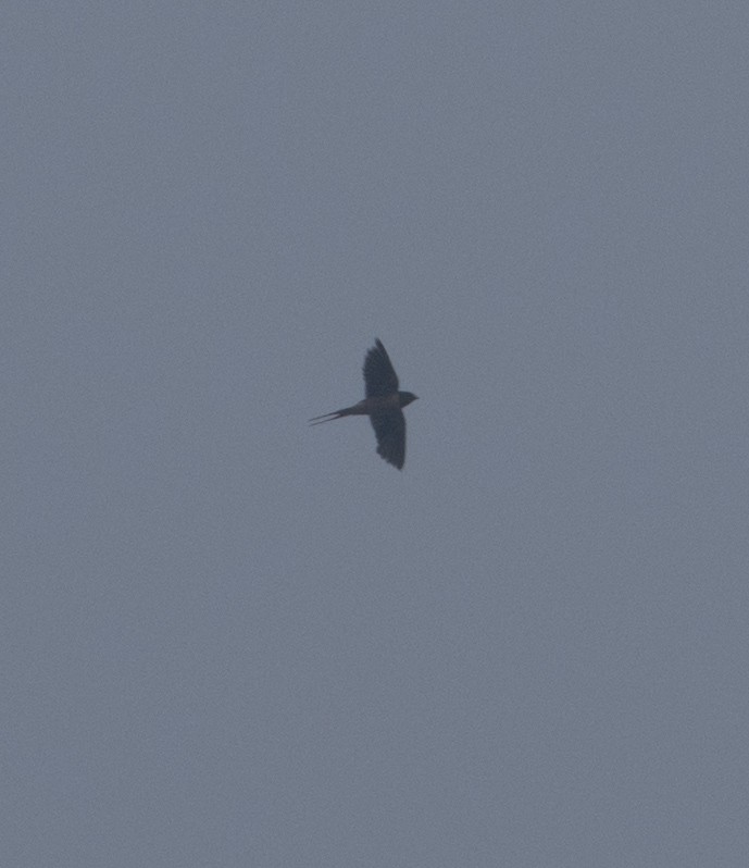 Barn Swallow - ML294200941