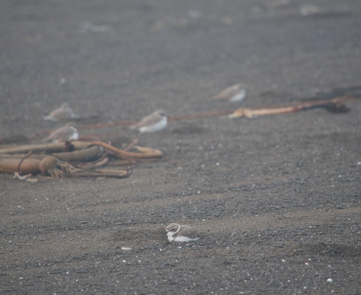 Snowy Plover - ML294201571