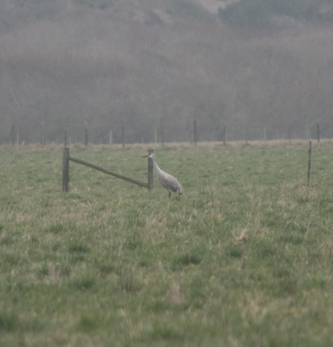 Sandhill Crane - ML294201901