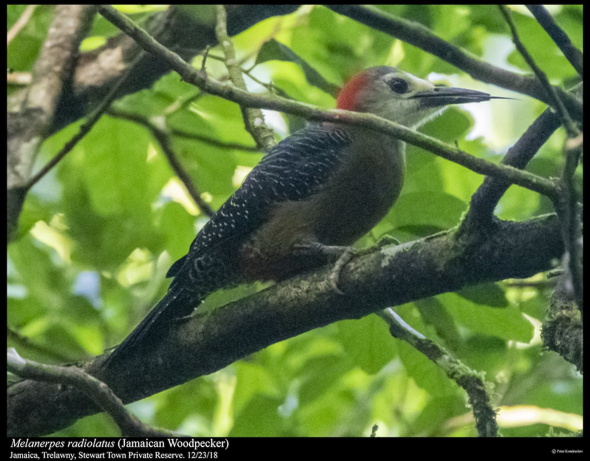 Jamaican Woodpecker - ML294202281