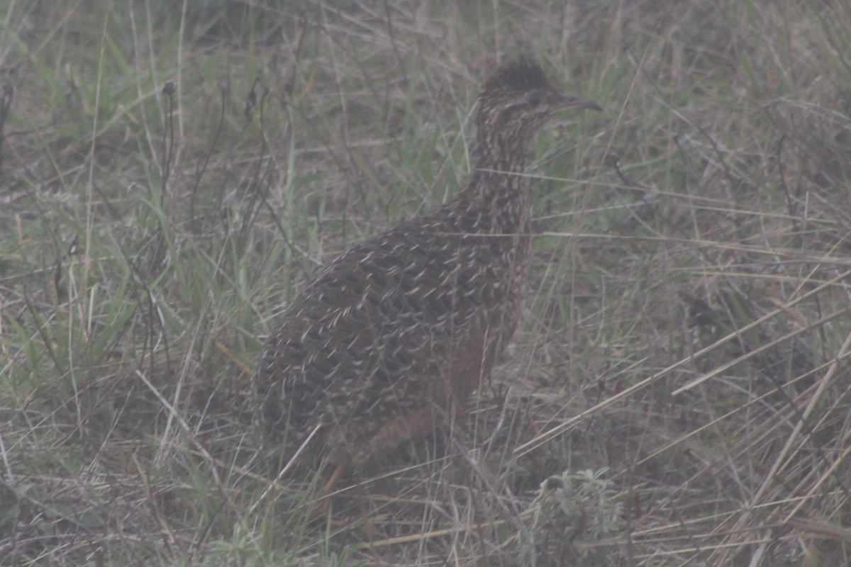 Curve-billed Tinamou - ML294203421