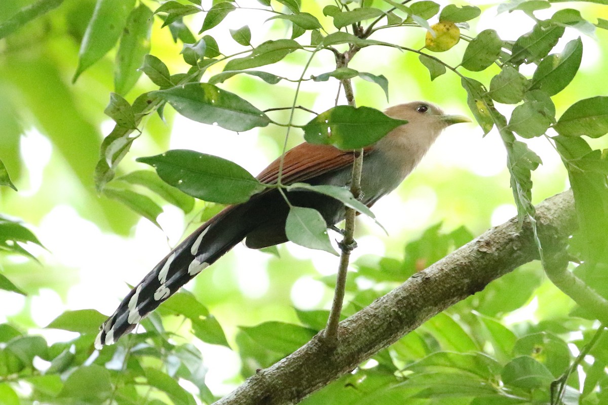 Squirrel Cuckoo - ML294204431