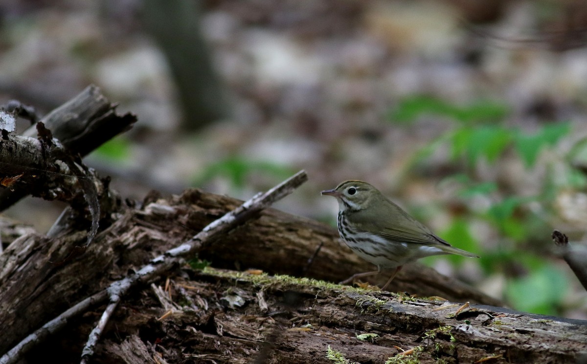 Ovenbird - ML29420451