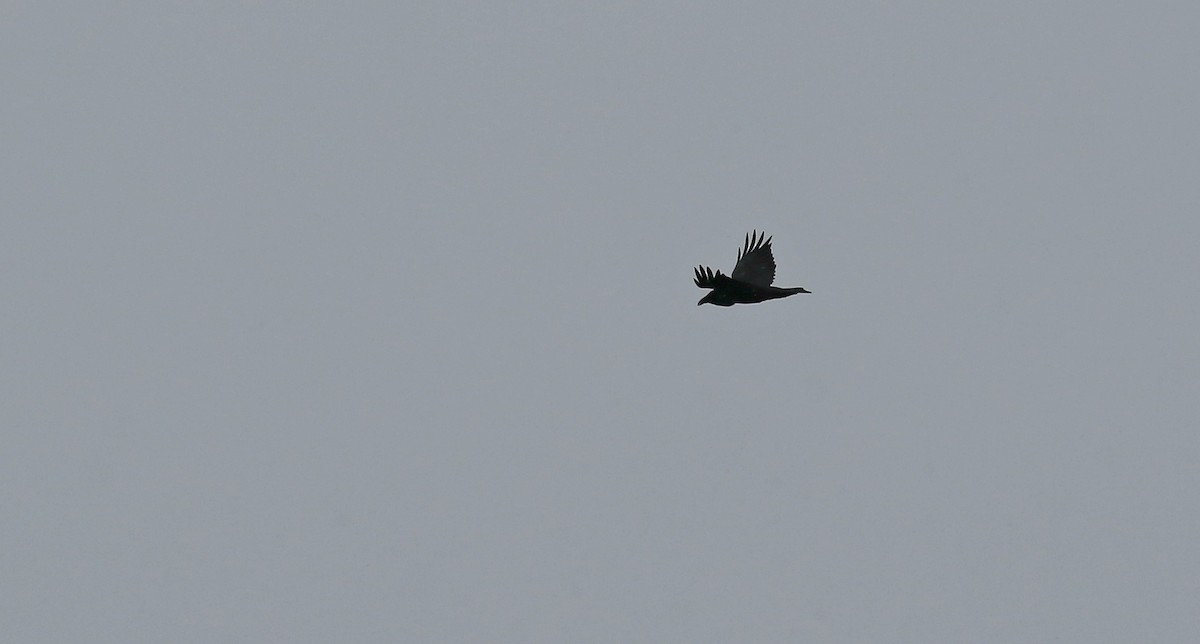 Common Raven - ML294205171