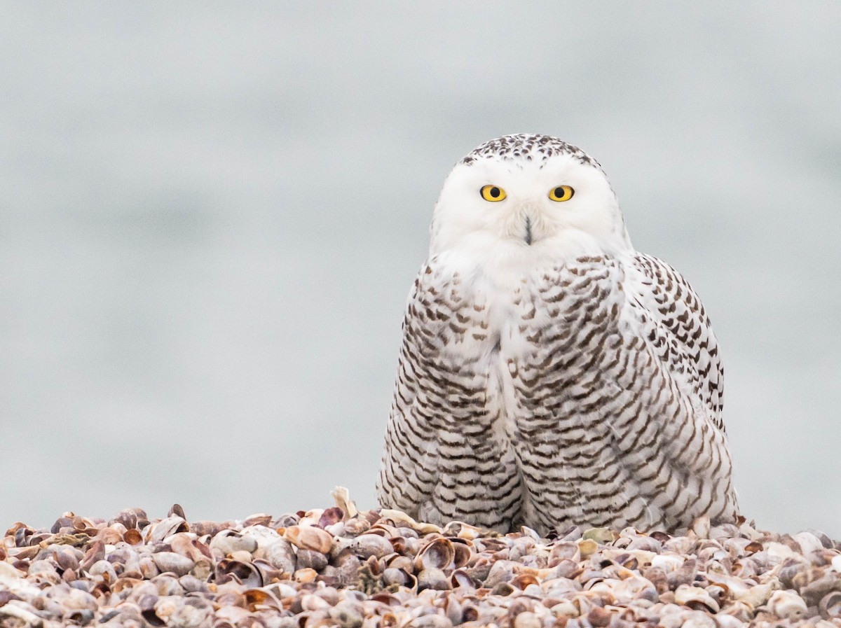 Snowy Owl - Abby Sesselberg
