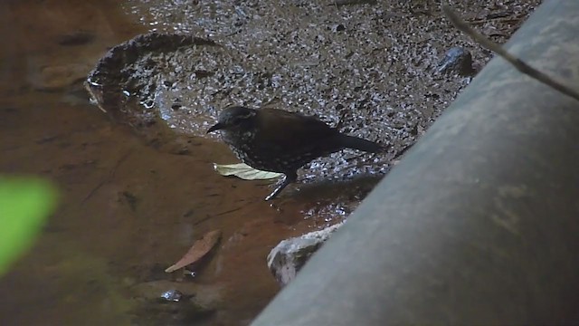 Sharp-tailed Streamcreeper - ML294206071