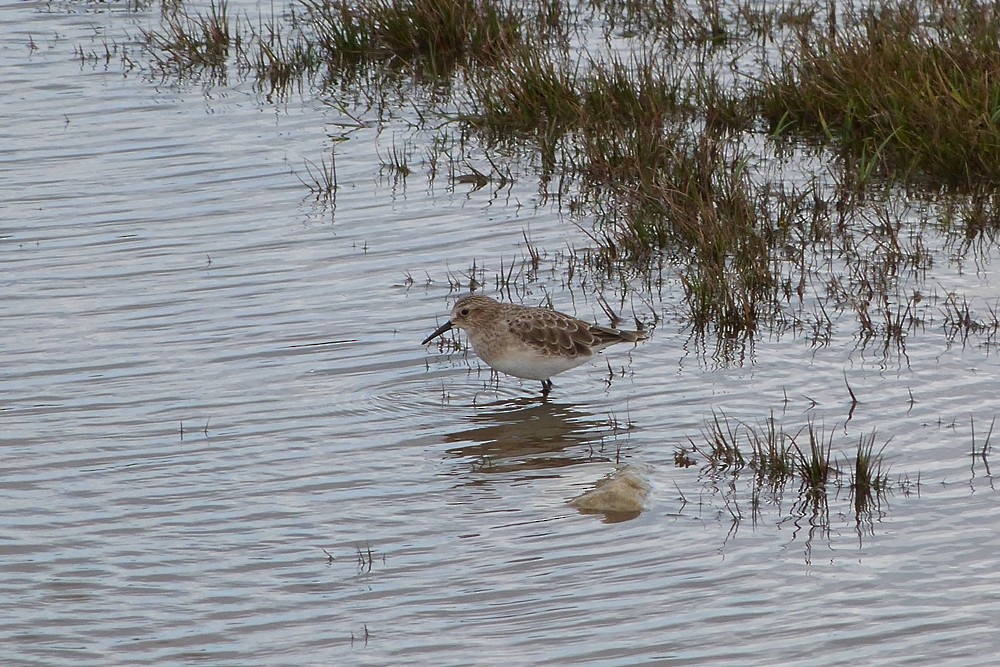 Baird's Sandpiper - ML294206651