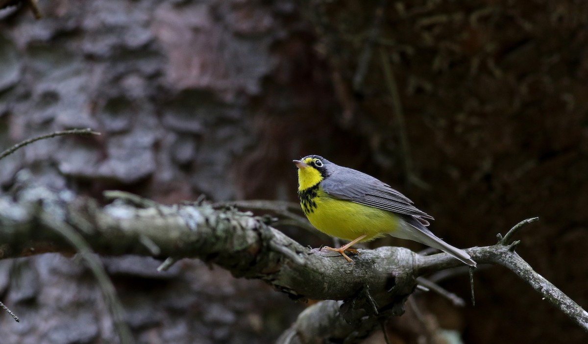 Canada Warbler - Jay McGowan