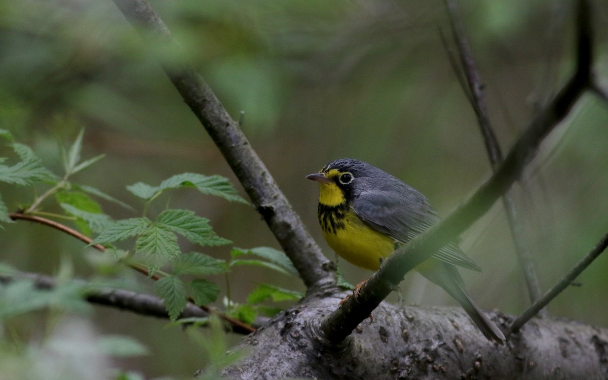 Canada Warbler - ML29420881