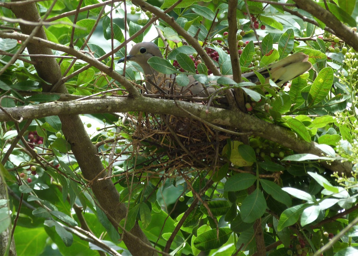 Eared Dove - Carlos Otávio Gussoni