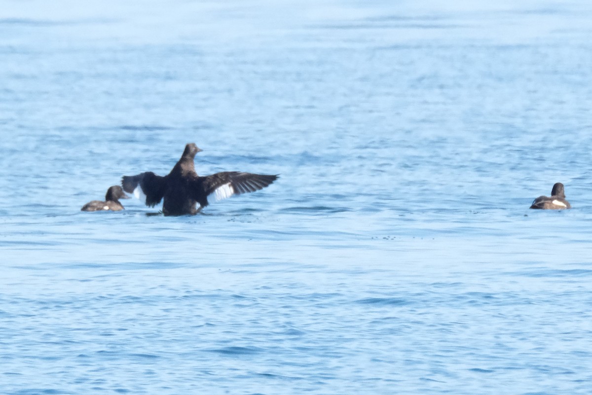 White-winged Scoter - Kimber Godfrey