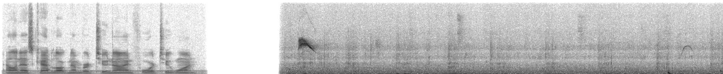 Белокрылая вдовка (aterrimus/anthracinus) - ML29421