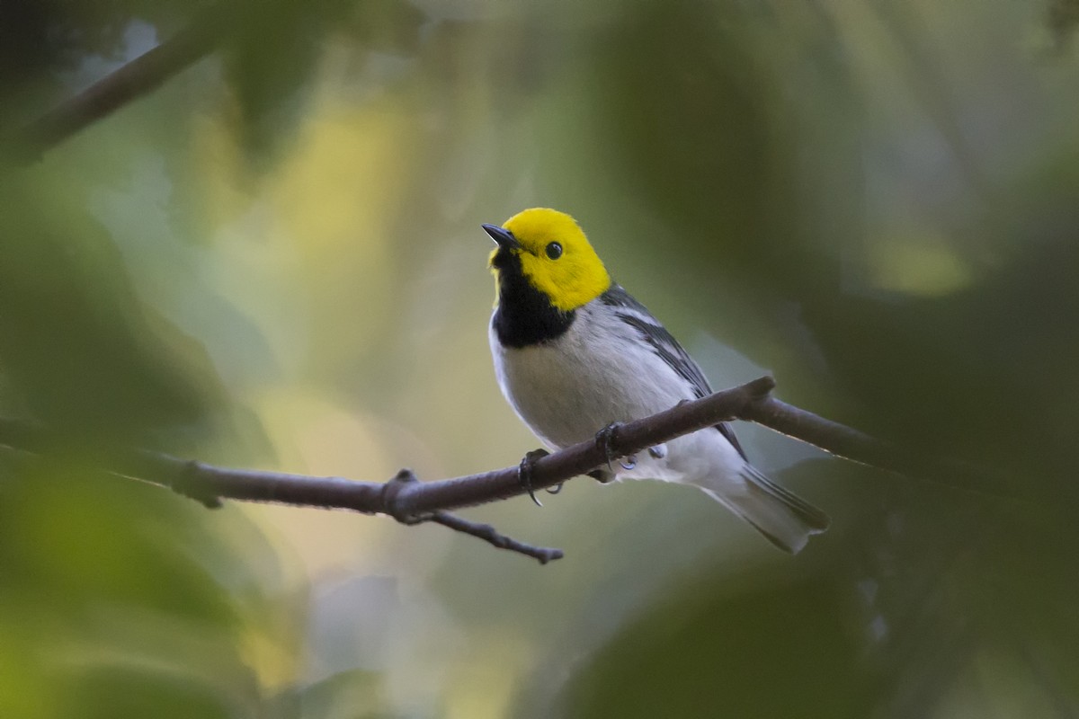 Hermit Warbler - Loni Ye