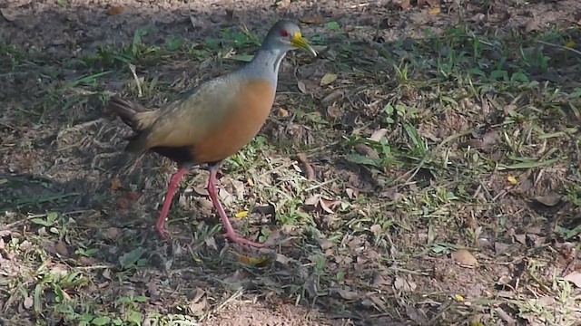 コンゴウモリクイナ - ML294210381