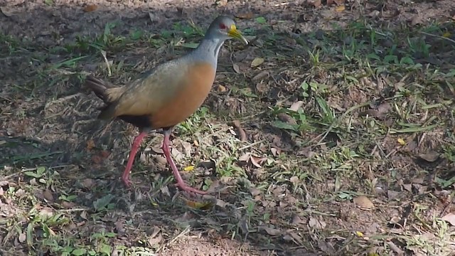 Gray-cowled Wood-Rail - ML294210381