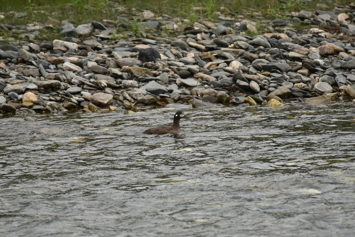 Harlequin Duck - ML294211311