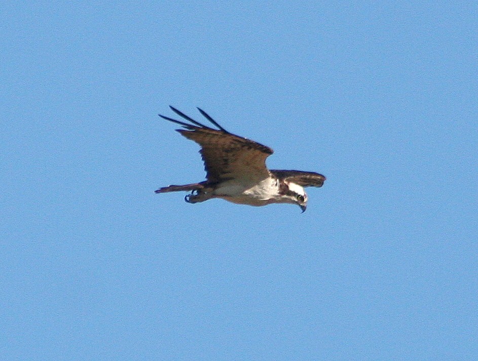 Águila Pescadora - ML294212121