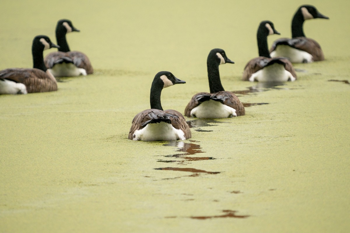 Canada Goose - ML294215491