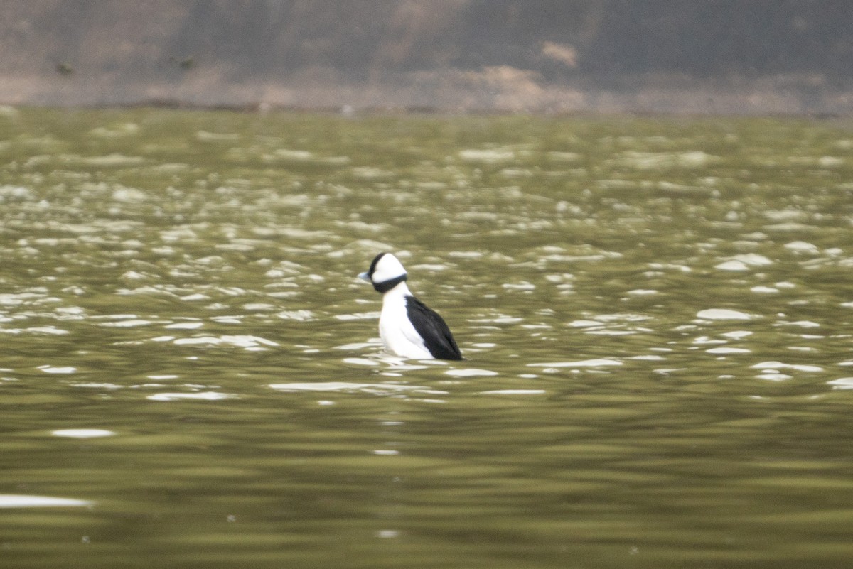 Bufflehead - ML294215751