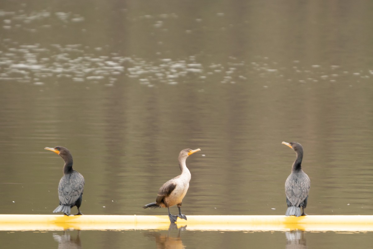 Cormoran à aigrettes - ML294215841