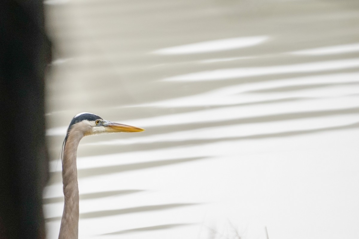 Great Blue Heron - ML294215871