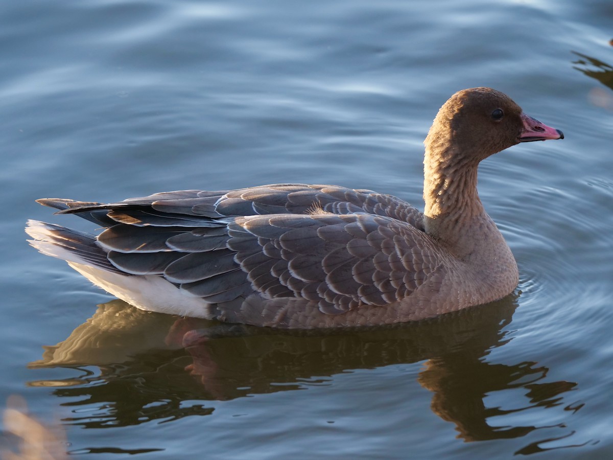 Pink-footed Goose - ML294216191