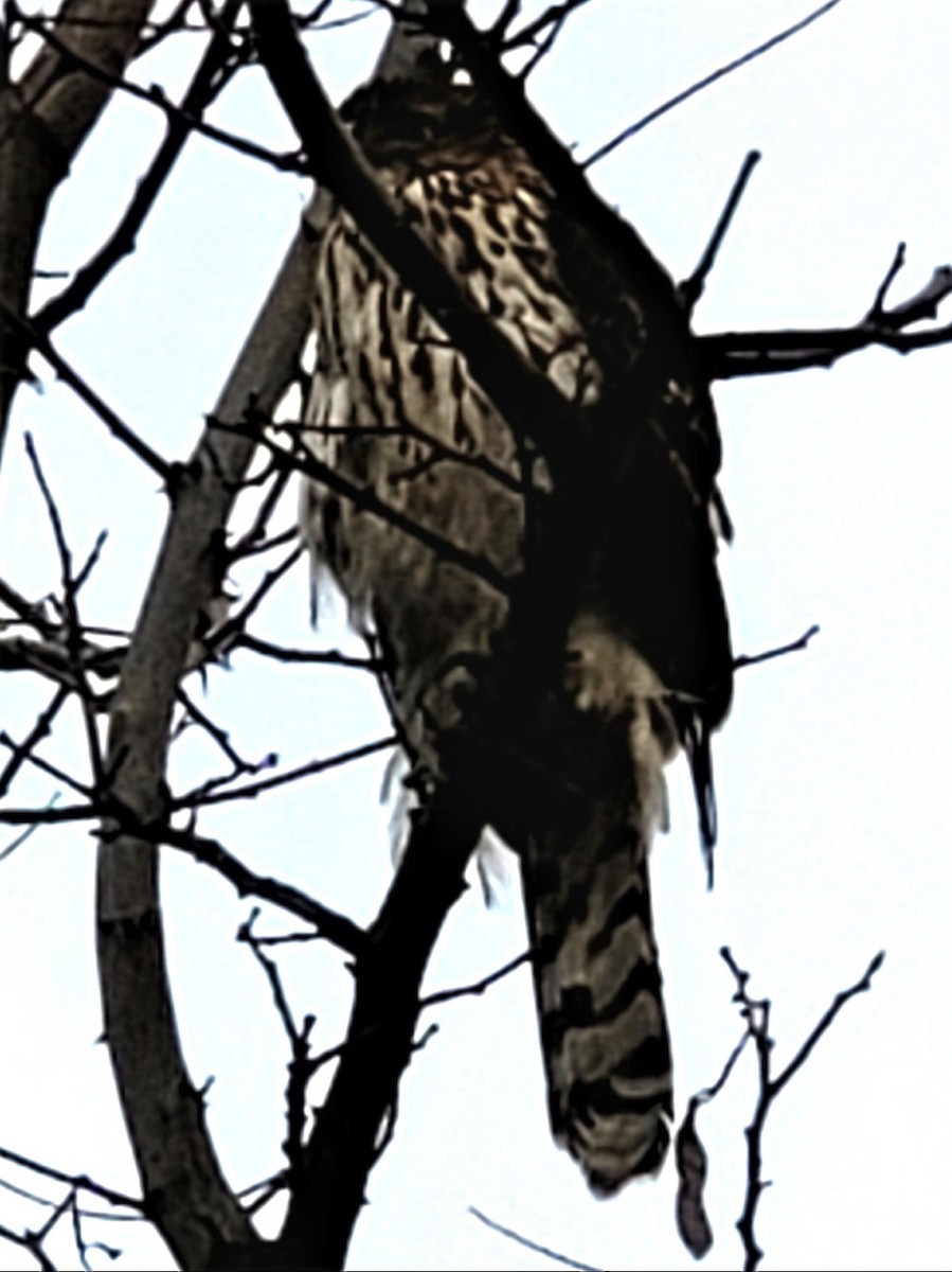 Cooper's Hawk - ML294216611