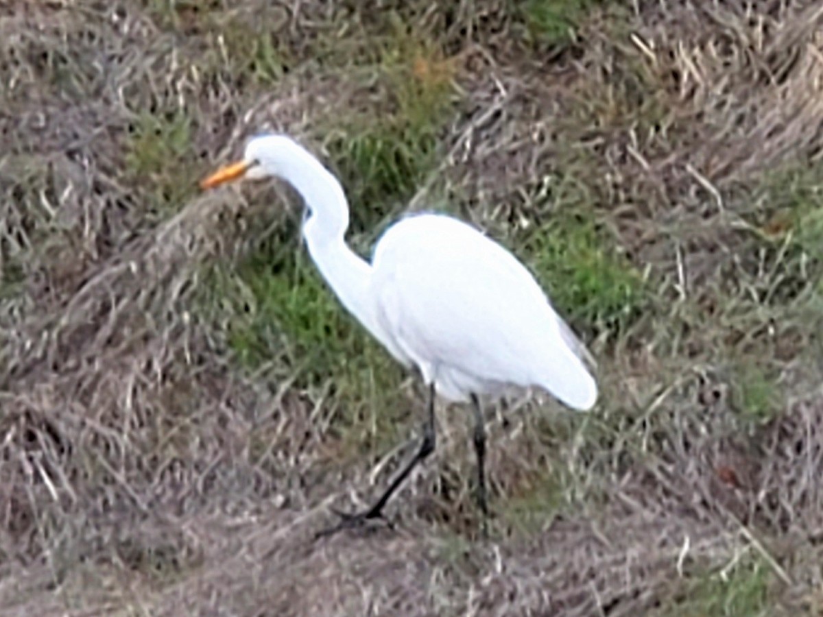 Great Egret - Purple Patchpecker