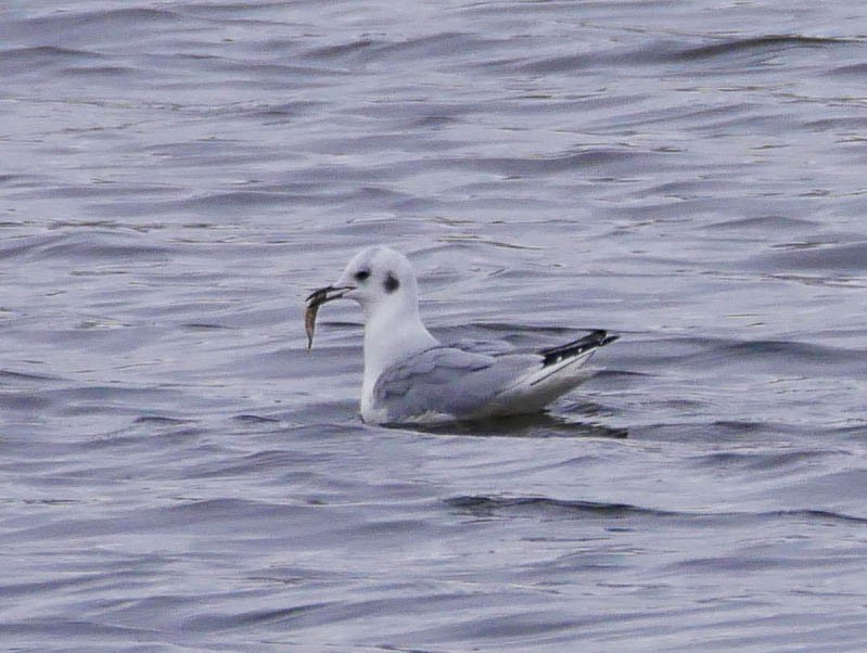 Bonaparte's Gull - ML294217651