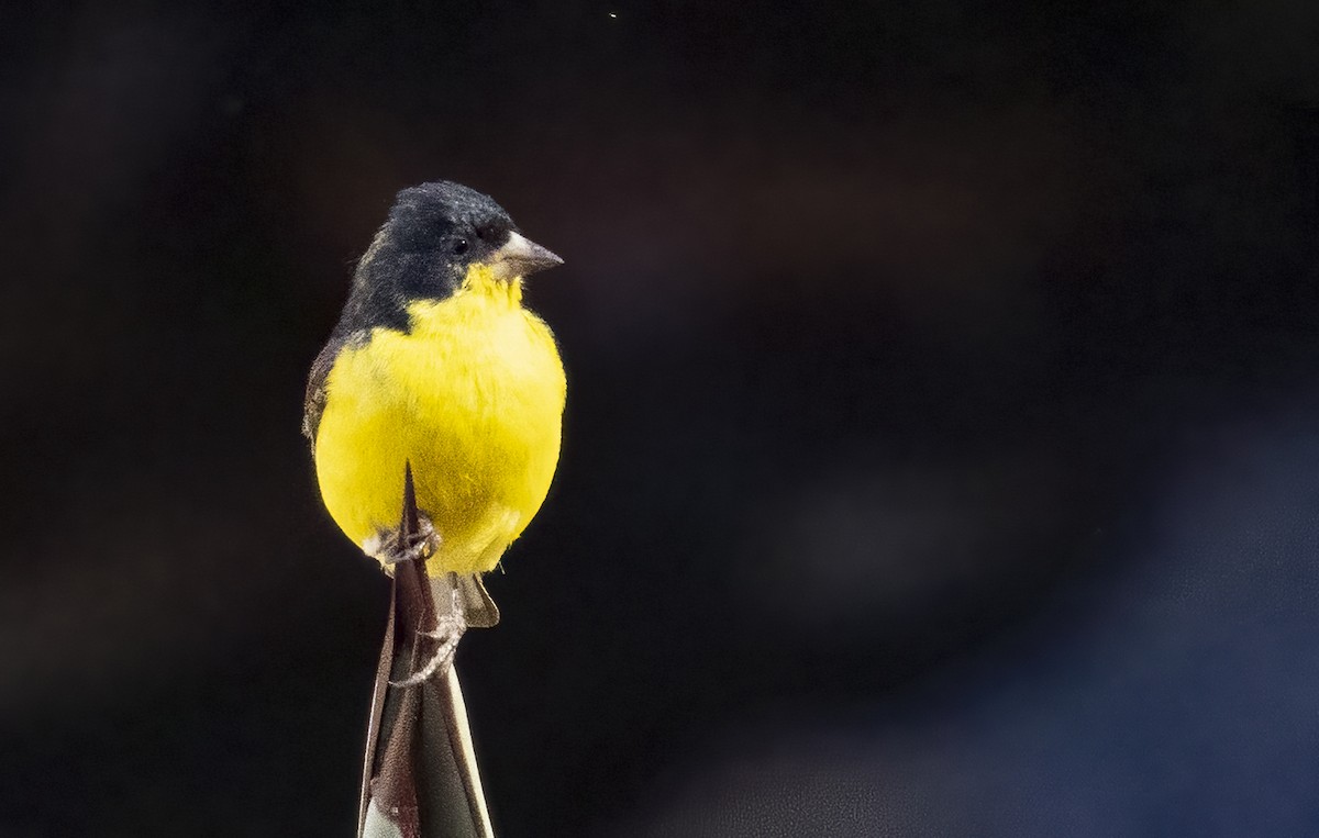 Lesser Goldfinch - ML294218051