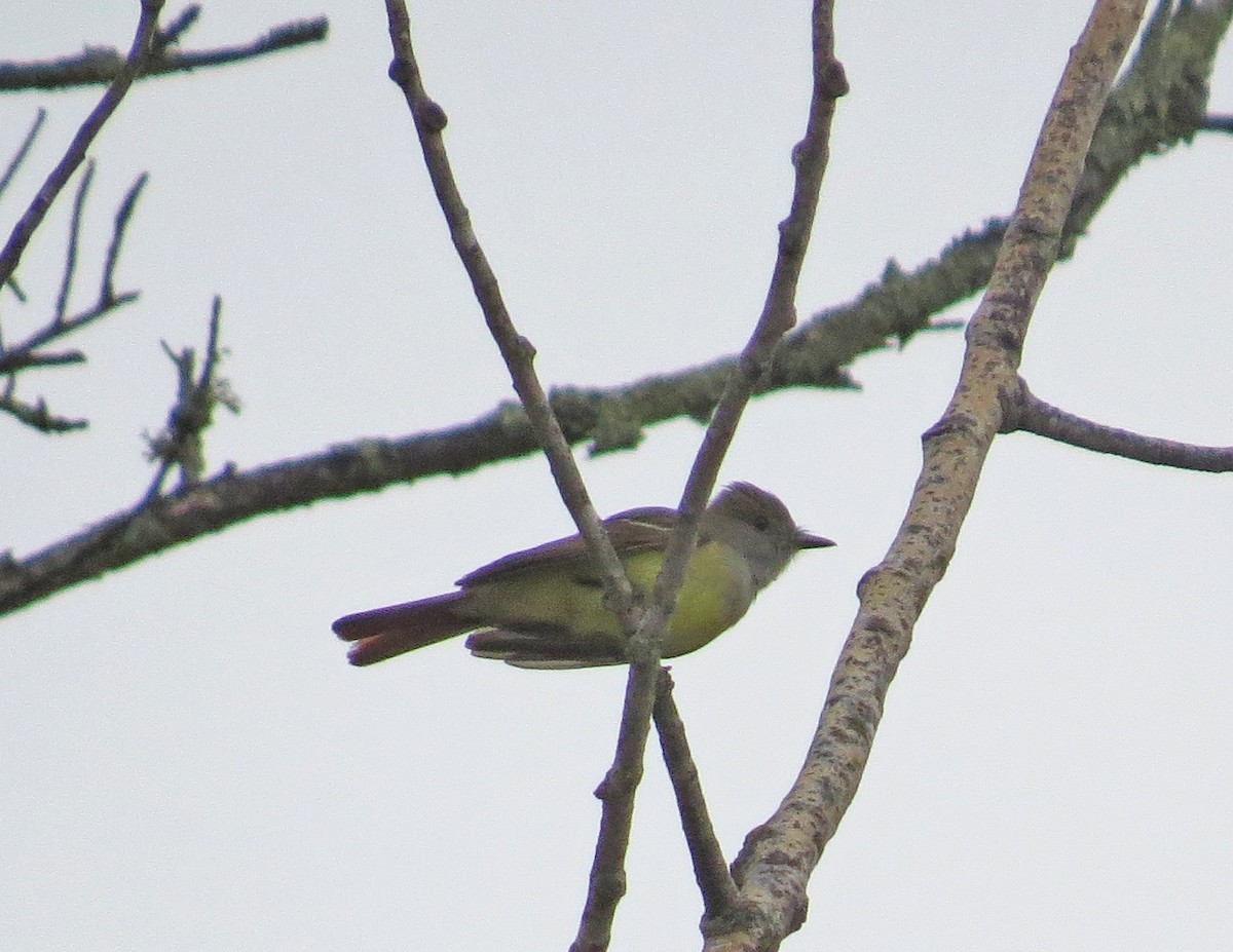 Great Crested Flycatcher - ML29421911