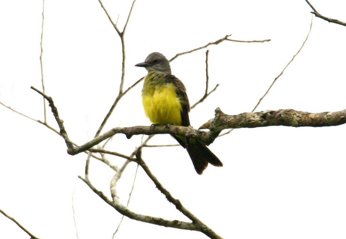 Tropical Kingbird - João Gava Just