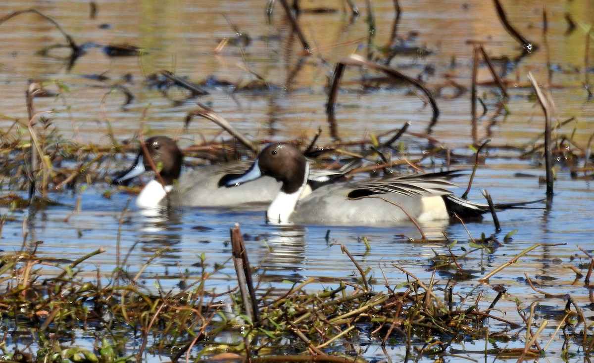 Northern Pintail - Keith Brink