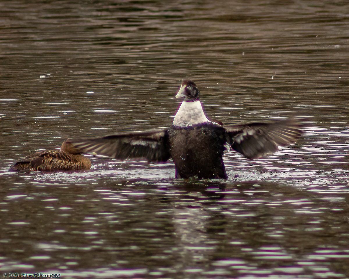 Eider arrunta - ML294221481