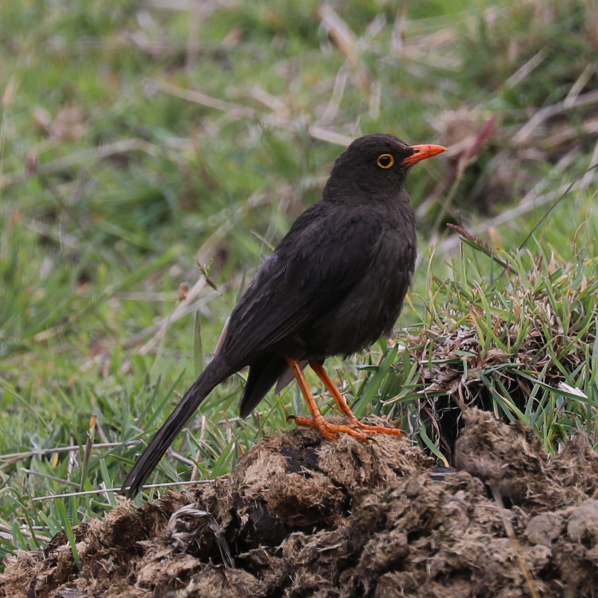 Great Thrush - ML294222311