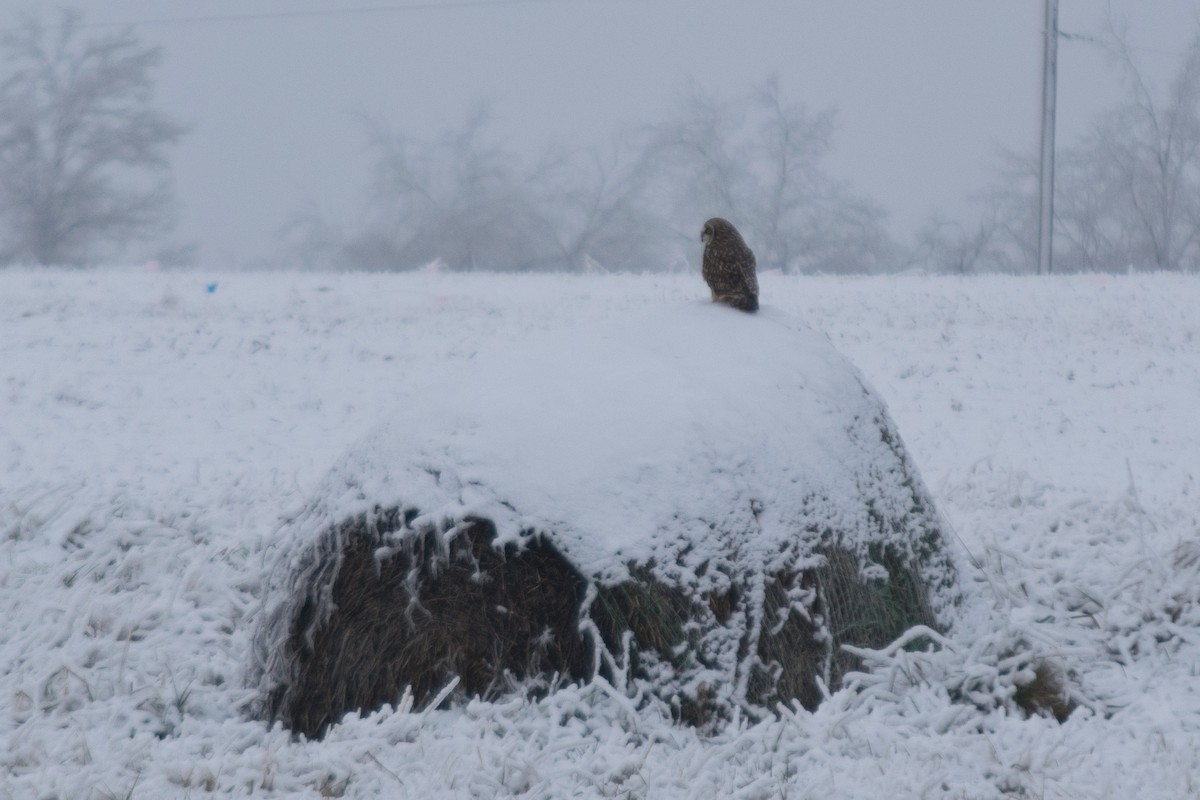 Hibou des marais - ML294223451