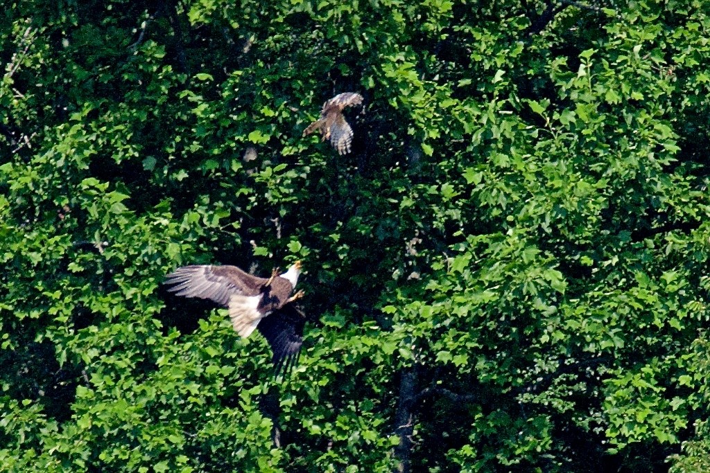 Bald Eagle - ML29422431