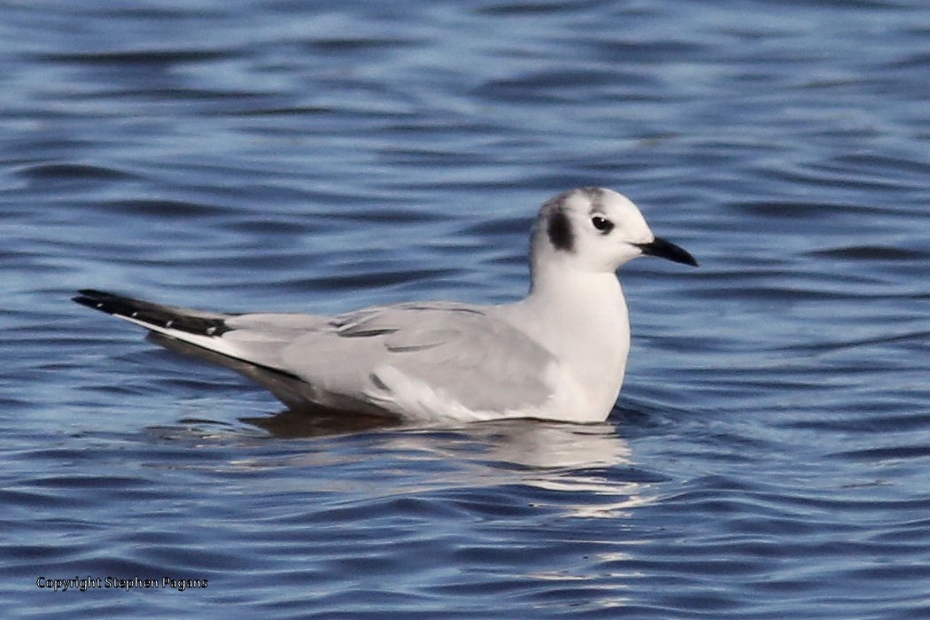 Mouette de Bonaparte - ML294225201