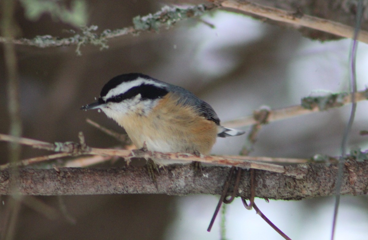 Red-breasted Nuthatch - ML294229671
