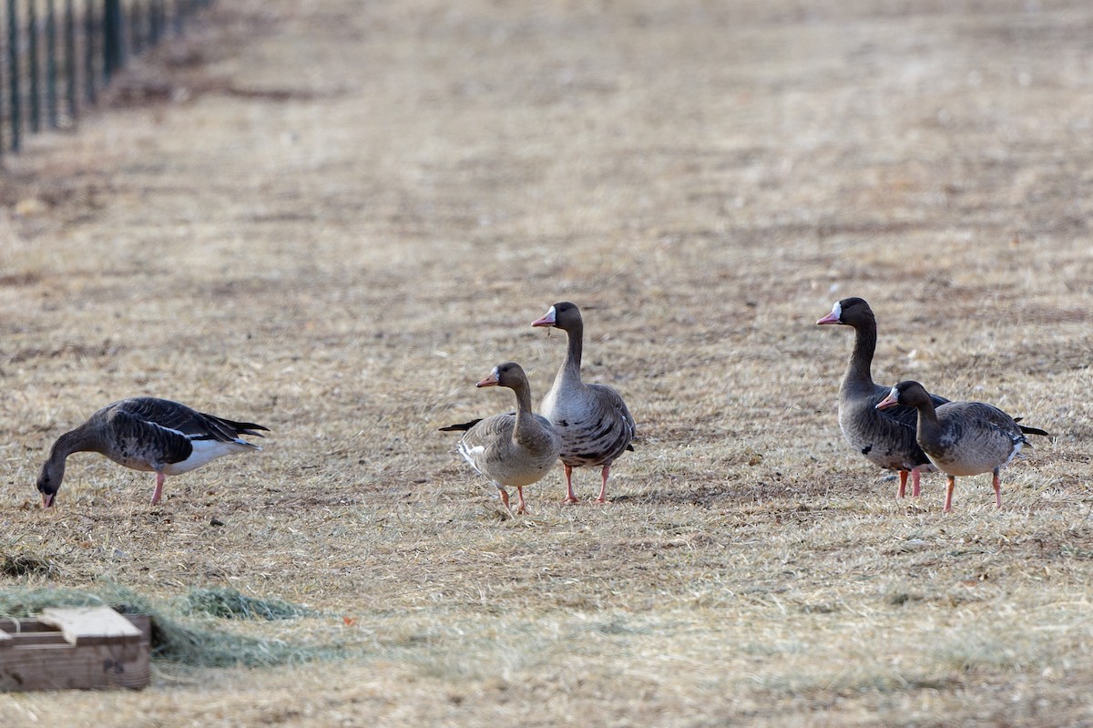 Greater White-fronted Goose - ML294231161