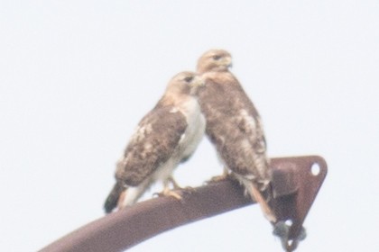 Red-tailed Hawk - David Brown