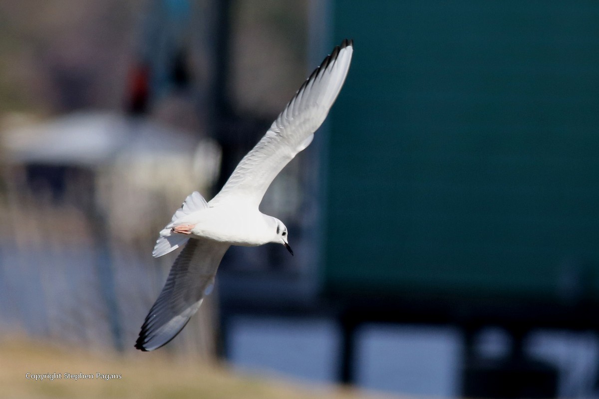 Bonaparte's Gull - Steve Pagans