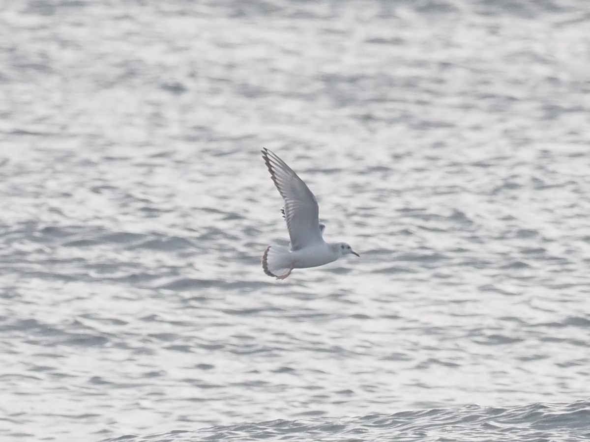 Bonaparte's Gull - ML294232751