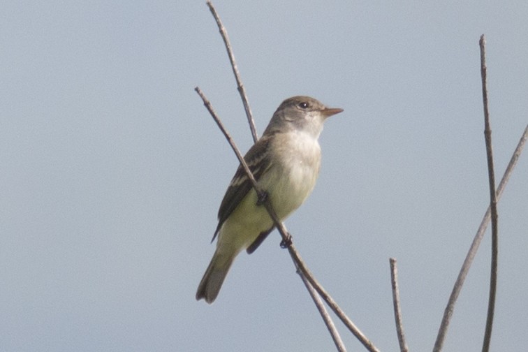 Willow Flycatcher - David Brown