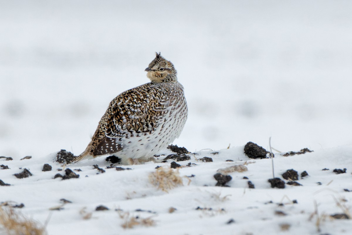 Sharp-tailed Grouse - Kevin Sim